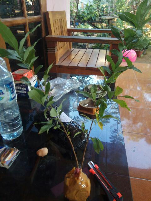 Diskon Bibit Tanaman Buah Persik