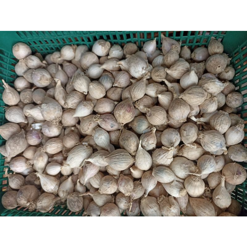 

Bawang putih tunggal asli