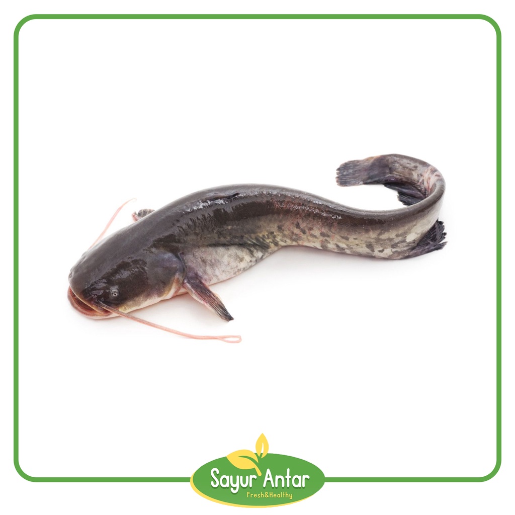 

Ikan Lele 500 gr | Sayur.Antar | Free Ongkir Bandung Cimahi