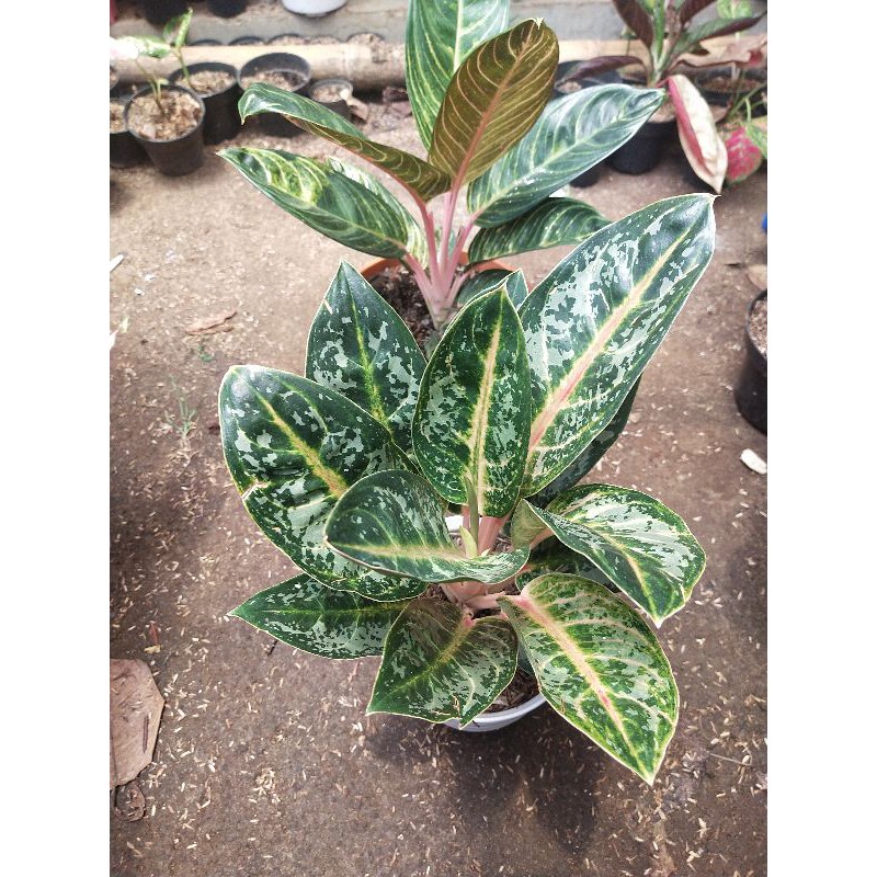 Aglaonema gajah Mada