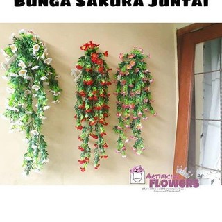  Harga  Bersahabat Bunga  sakura juntai tanaman  rambat 