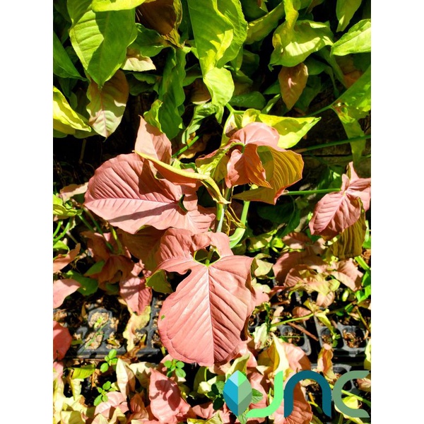 Syngonium pink robusta