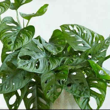 Tanaman hias gantung monstera janda bolong daun 3-4 helai