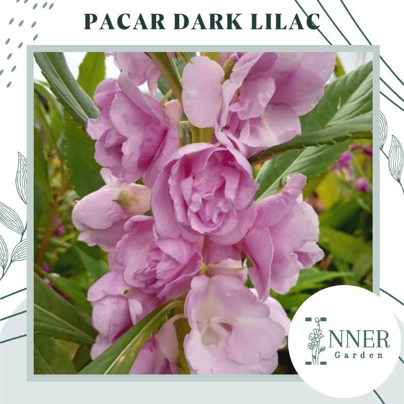 5 Biji Benih Pacar Air Dark Lilac Ungu Muda Tumpuk