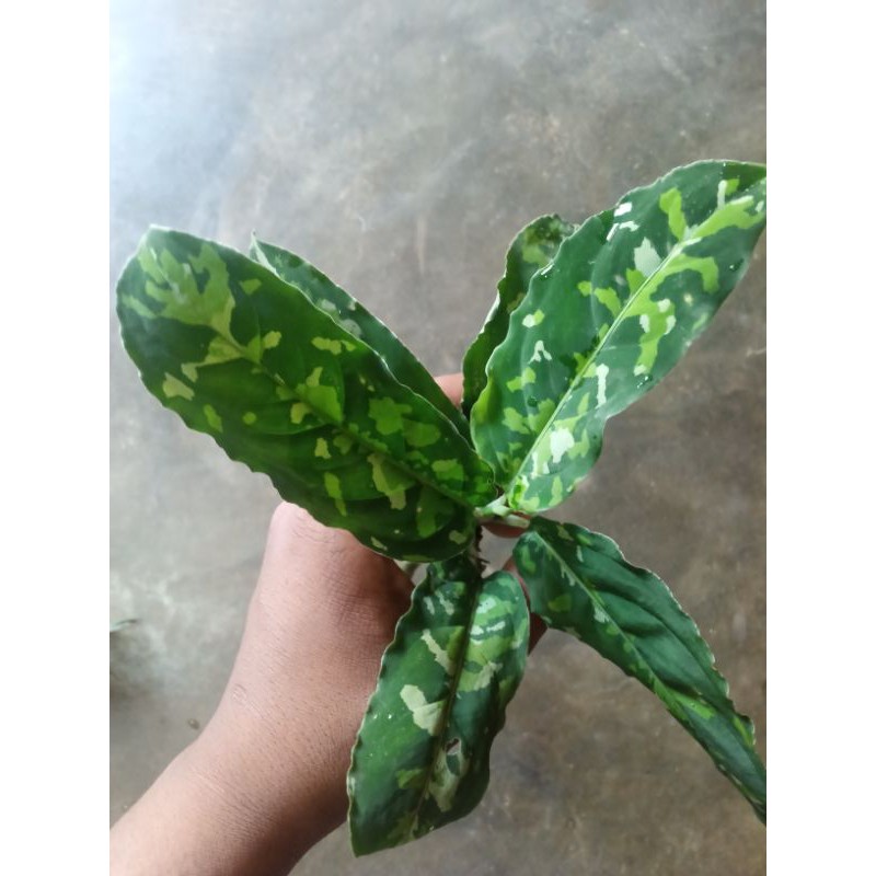 Aglonema pictom tricolour