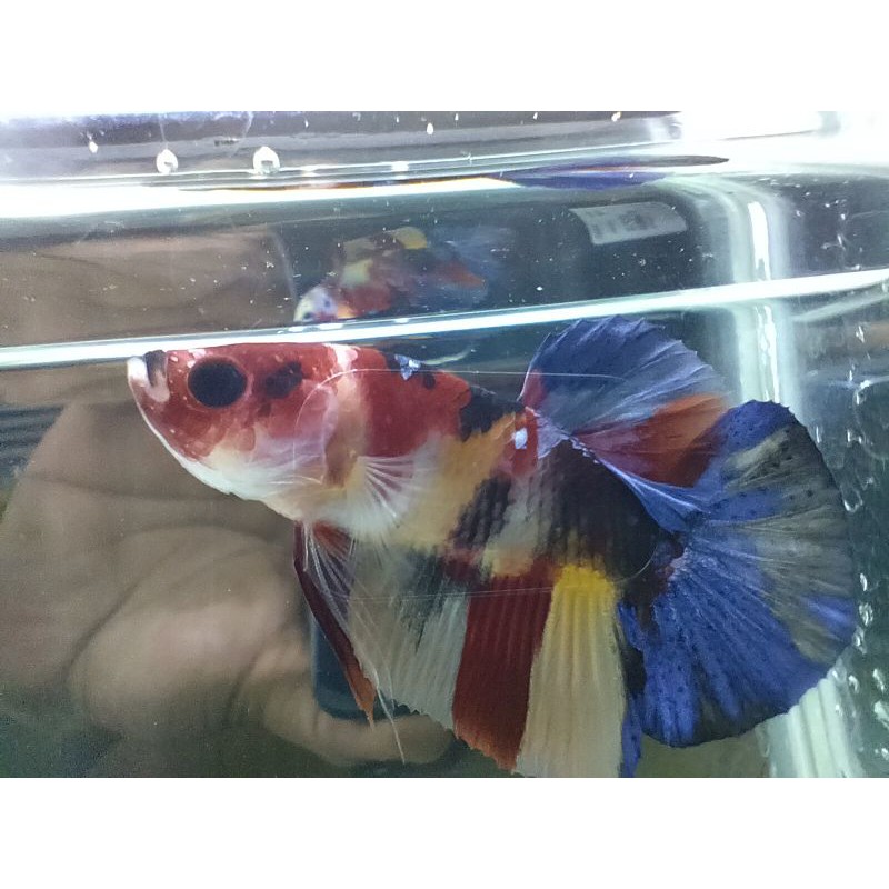 

plakat multi colour male