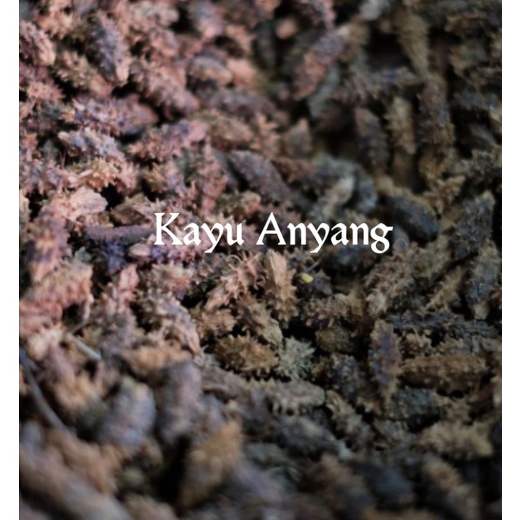 

Herbal kayu anyang 500gr / Kayu anyang anyangan - anyang anyang