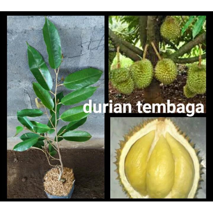 Unduh 810 Gambar Durian Tembaga Keren 