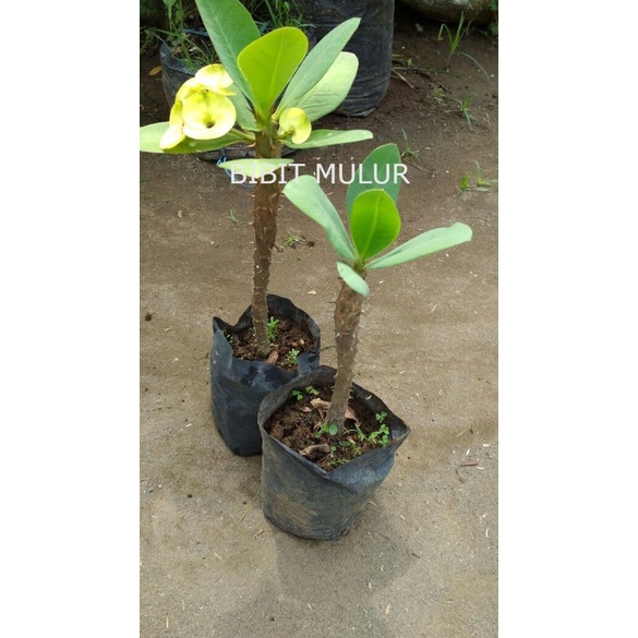 paket 3pcs Bibit Bunga Euphorbia Hidup