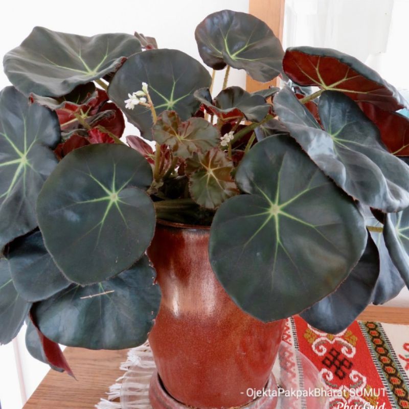 Tanaman Unik Begonia Acetosa Begonia Kuping gajah begonia karoet merah Jual Termurah Terlengkap