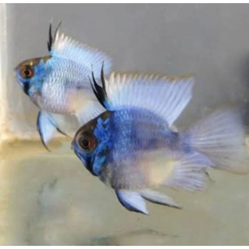 ikan ramarezi Blue elektrik