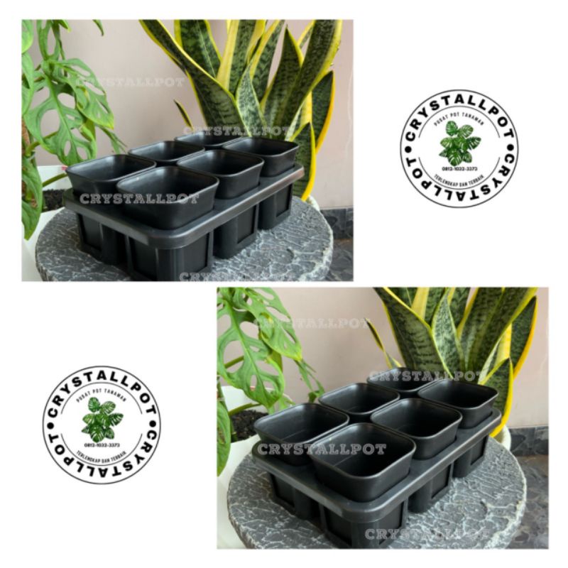 1 set Tray + POT BUNGA NKT KOTAK 7 CM HITAM | tray semai bibit