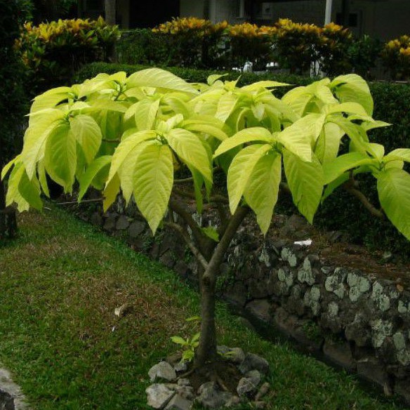 Bibit Tanaman Hias Kol Banda (Maluko)