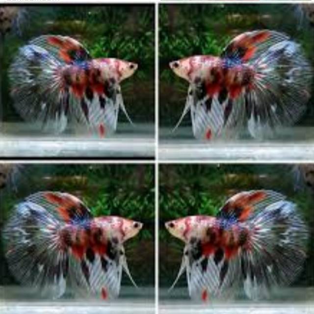 Ikan Cupang Halfmoon Koi Shopee Indonesia