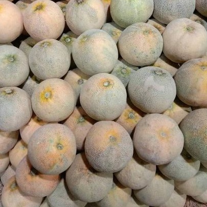 

buah melon madu super 1buah