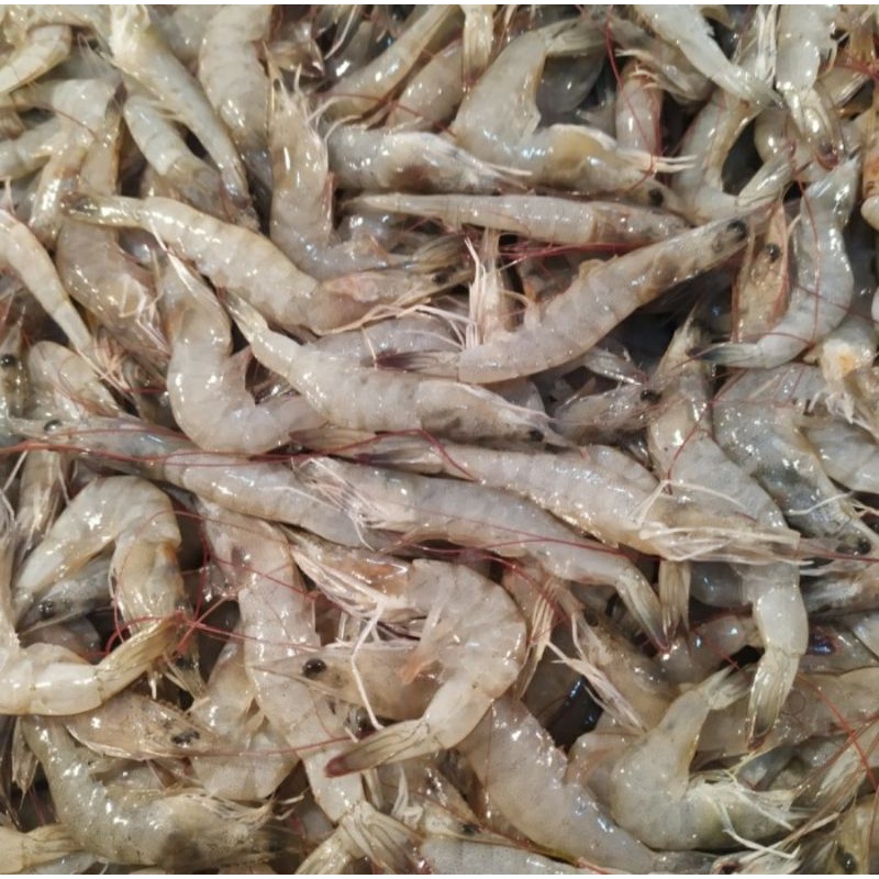 

Udang Peci Segar size Kecil 1.0kg