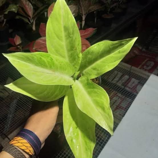 Tanaman Hias Aglonema Sundrop | Aglonema Sundrop - sundrop