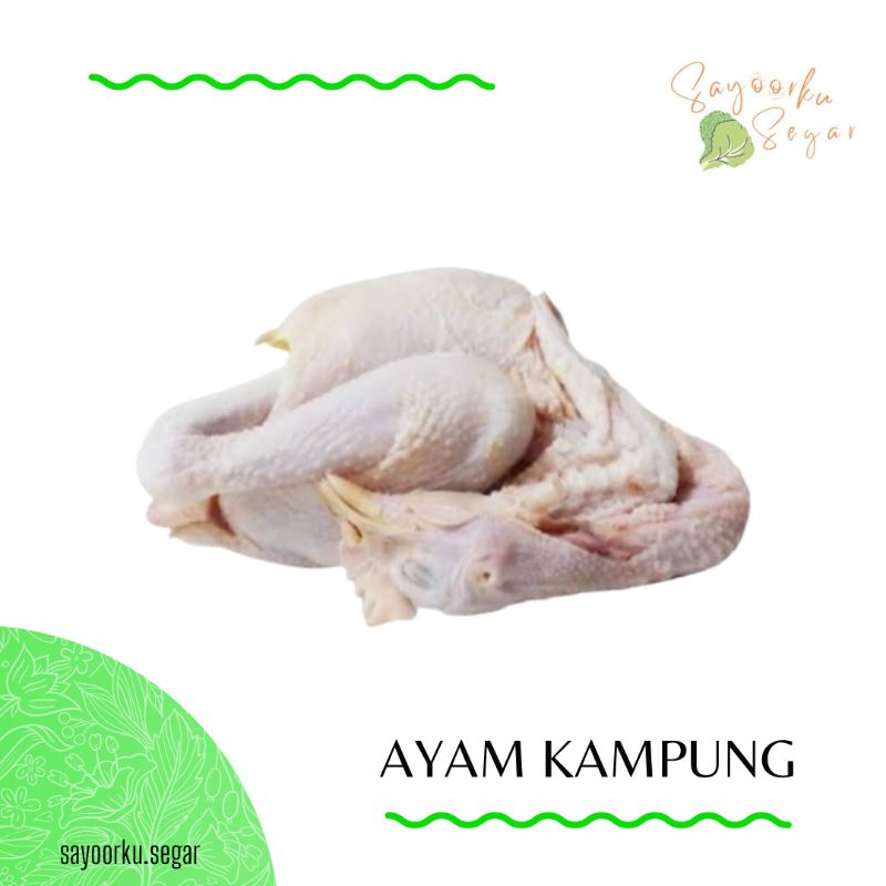 

KIRIM BESOK Ayam kampung asli / ayam soto 1 ekor