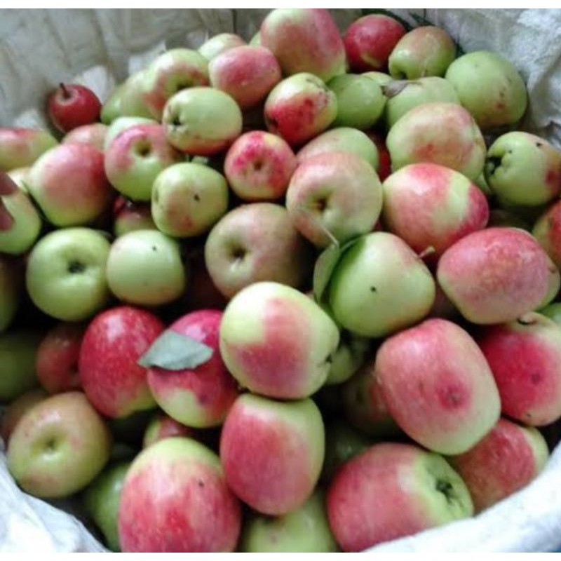 

Apel Anna / Apel malang 500 gram
