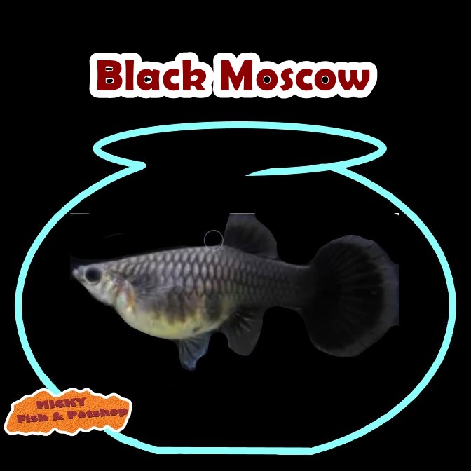 Guppy Black Moscow BETINA INDUKAN