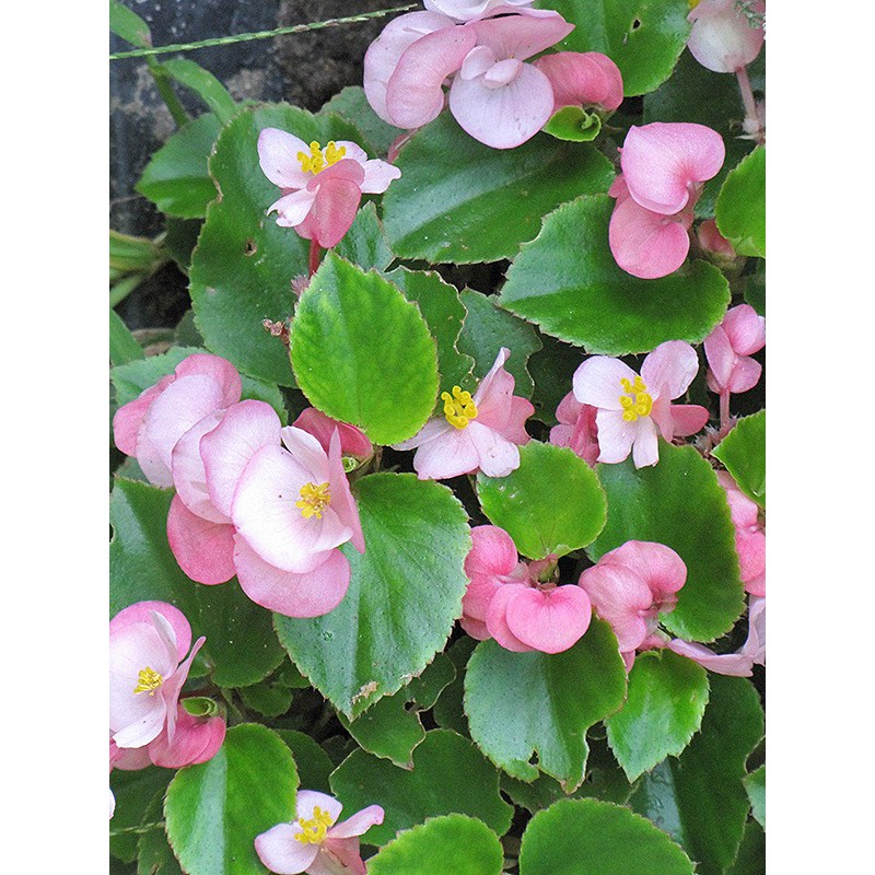 Bibit Benih Biji Bunga Begonia Import - Bibit Tanaman Bunga Begonia - Bunga Begonia Import - COD