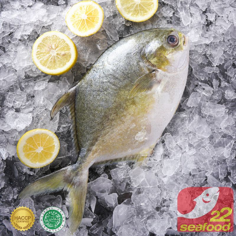 

Bawal Bintang 400-500 gram / Marukoban / Ikan Pompano / Seafood 22