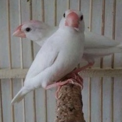 gelatik putih/abu sepasang