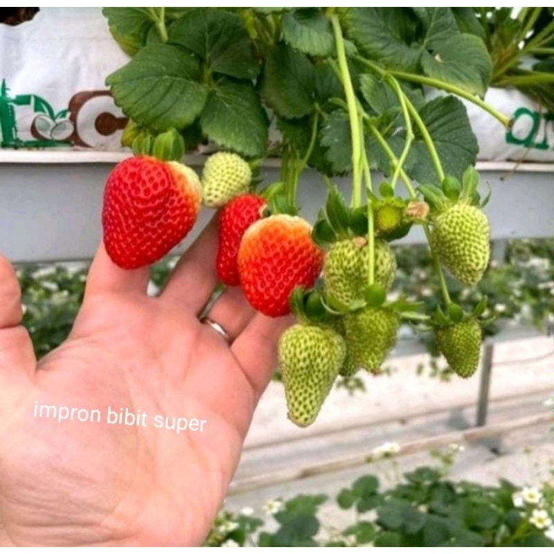 Bibit Strawberry Korea Manis