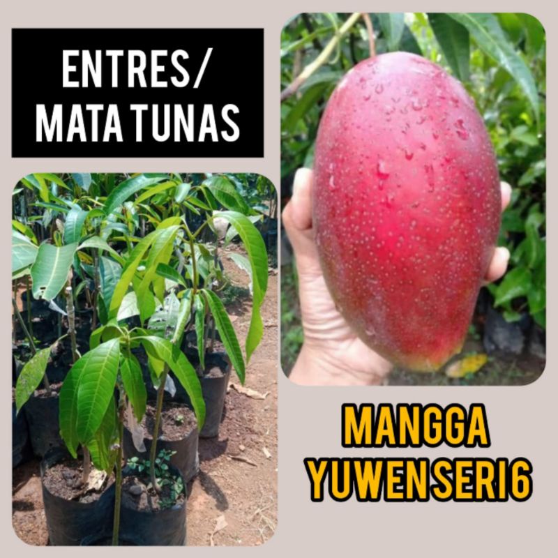 Entres Mata Tunas Mangga Yuwen Seri 6