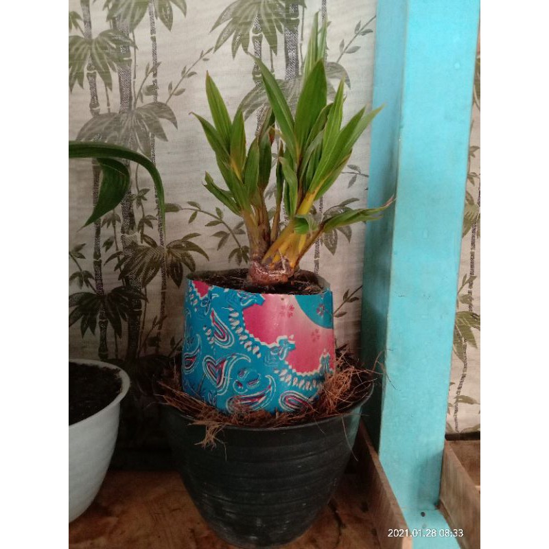 bonsai kelapa cabang 4
