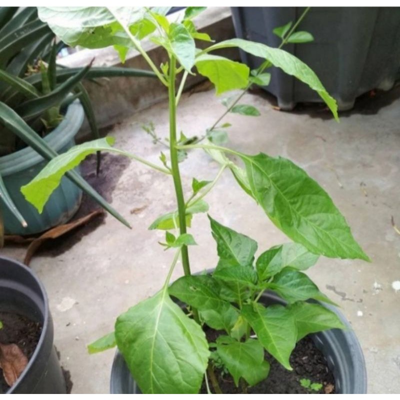 Bibit pohon cabe merah besar/Tanaman cabe merah