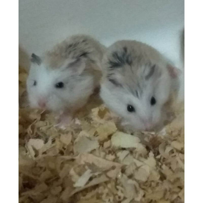 hamster robo / roborovski white face & normal face