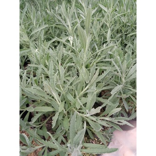 Tanaman Lavender Asli Lavandula