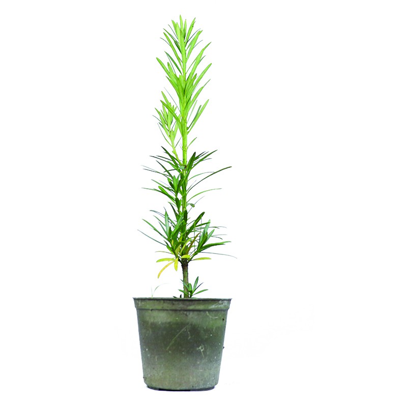 Bibit Bonsai Lohansung Daun Silver (JENIS LAMA)