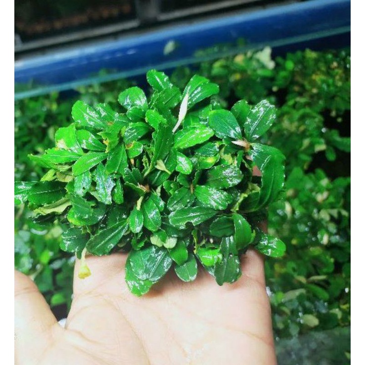 Bucephalandra Mini Clump
