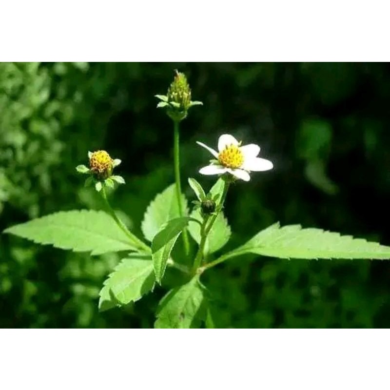 

Daun ajeran atau hareuga segar per 500 gram
