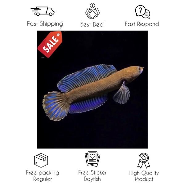 CHANNA RED ANDRAO - RARE ITEM Grade A+++ Full pelet