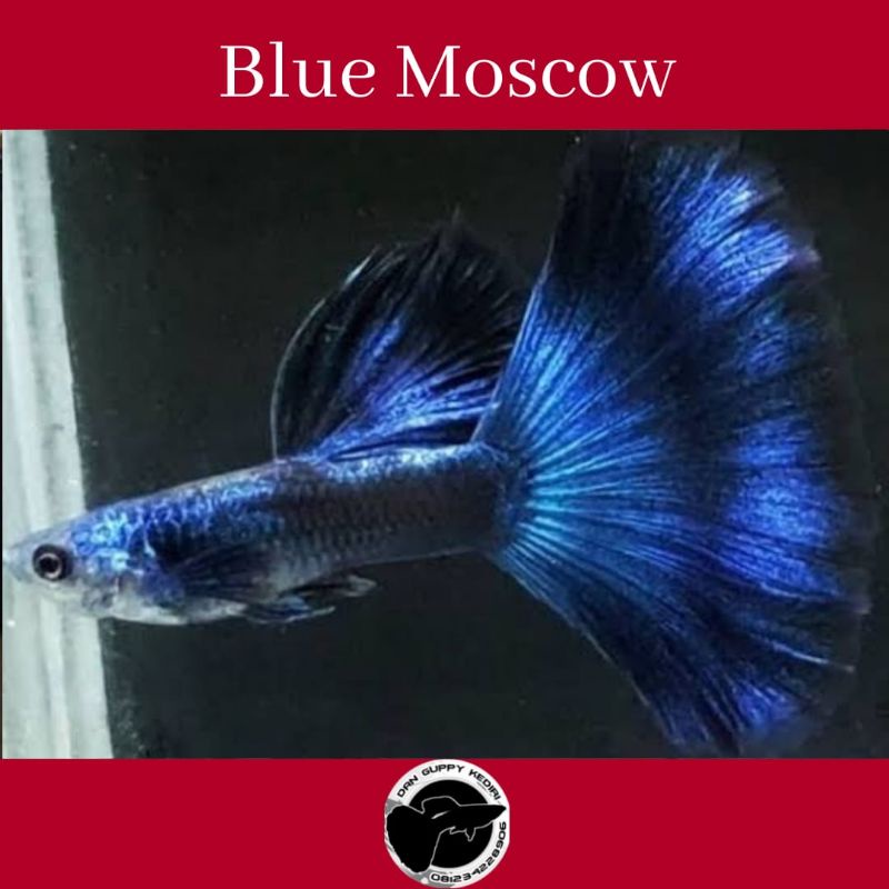 Promo Ikan Guppy Blue Moscow Ikan Guppy Blue Moscow