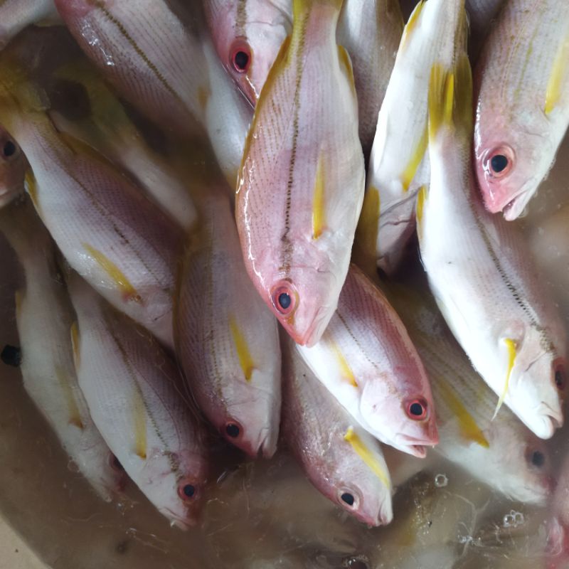 

Ikan Kuniran Segar 1~Kilogram