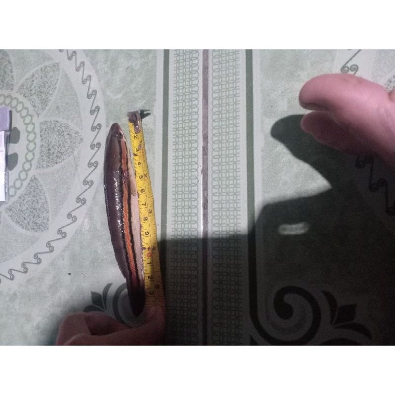 anakan toman ukuran 14cm