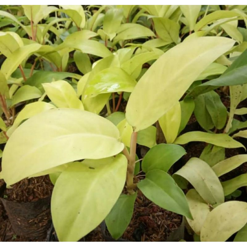 Tanaman hias srigading centong - tanaman srigading