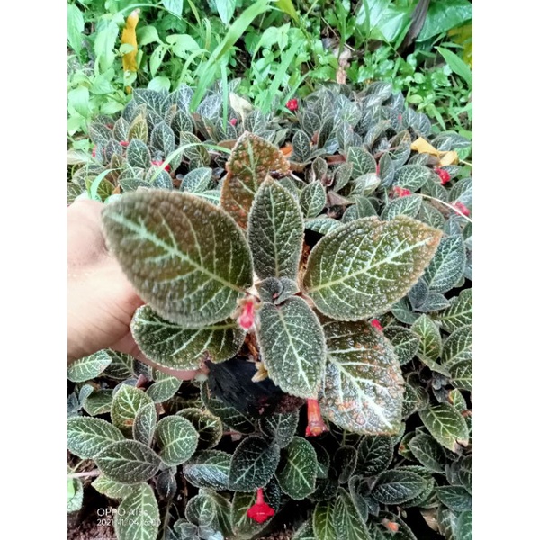 tanaman gantung episcia coklat tanaman hias gantung episcia coklat