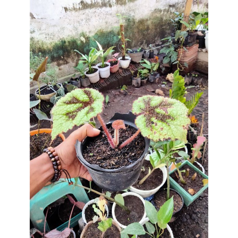 begonia karpet