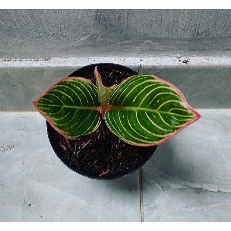 bibit anakan aglonema minion