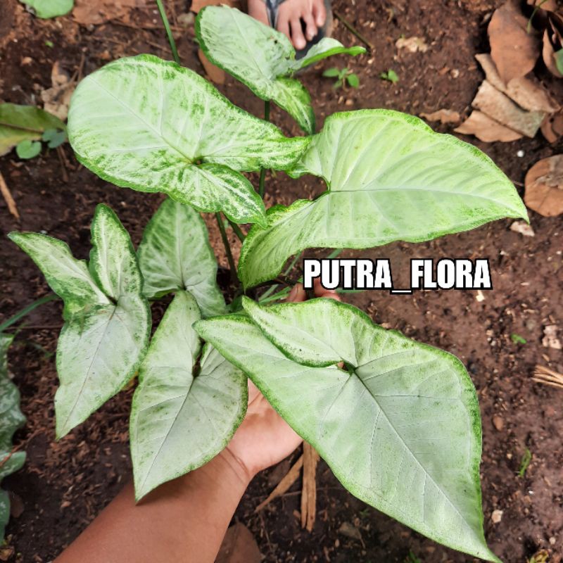 tanaman syngonium susu syngonium putih