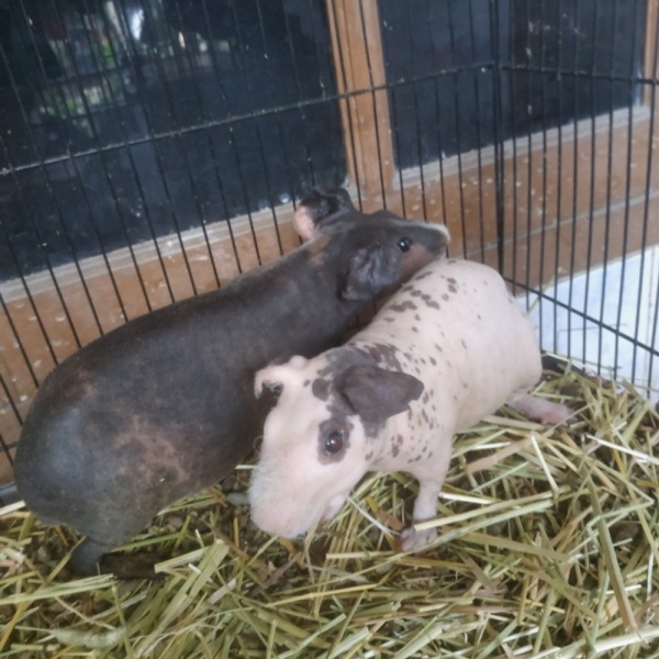 Jual onderdil skinny guinea pig sepasang 26SZ2 Limited
