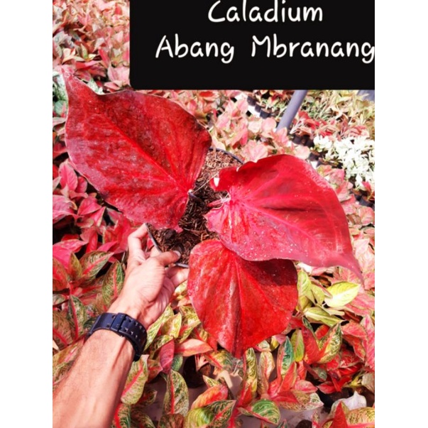 Keladi Hias Abang Branang | Anakan Keladi Hias Murah