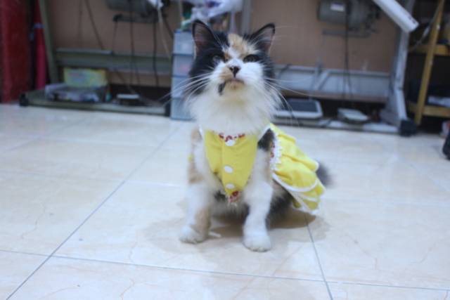 Dress polos warna kuning lucu untuk kucing / baju kucing murah size S-XL