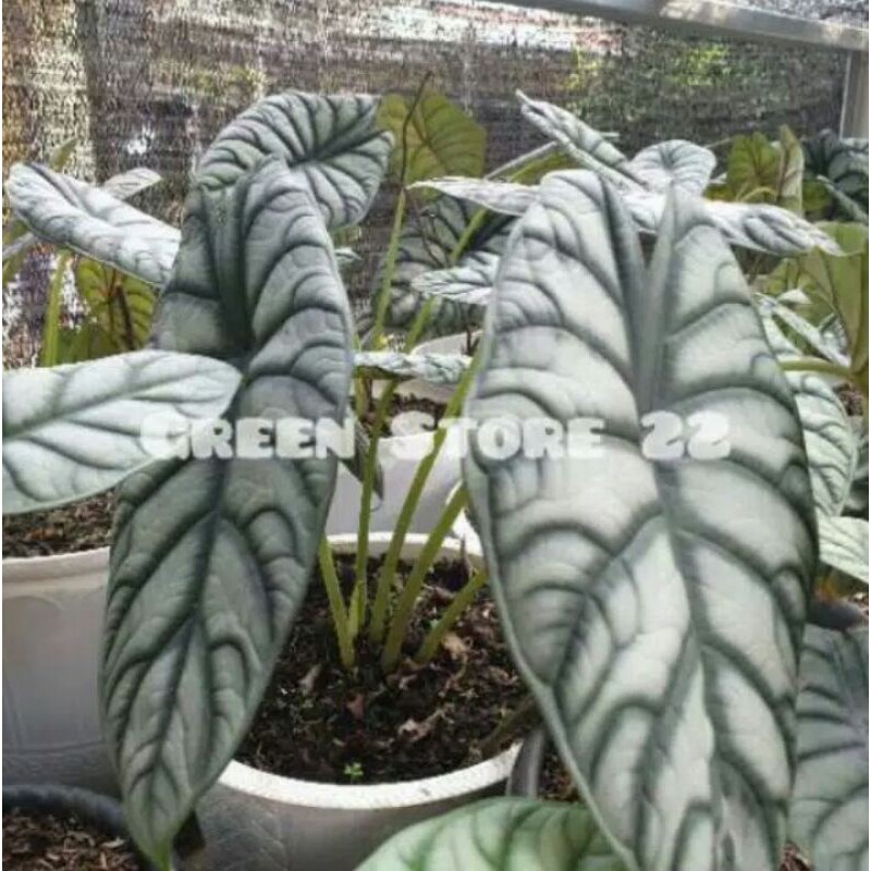 PROMO Tanaman hias alocasia silver anakan 1-2 daun