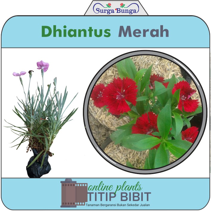 Bibit Bunga Anyelir Dianthus Merah (dianthus caryophyllus)